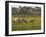 Juvenile Common Cranes (Grus Grus) Released by Great Crane Project on Somerset Levels, England-Nick Upton-Framed Photographic Print