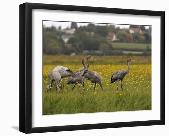 Juvenile Common Cranes (Grus Grus) Released by Great Crane Project on Somerset Levels, England-Nick Upton-Framed Photographic Print