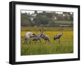 Juvenile Common Cranes (Grus Grus) Released by Great Crane Project on Somerset Levels, England-Nick Upton-Framed Photographic Print