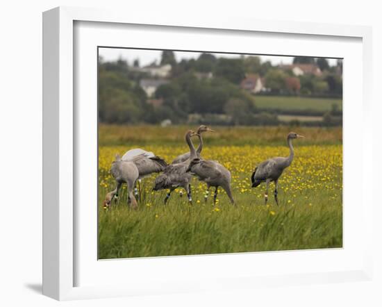 Juvenile Common Cranes (Grus Grus) Released by Great Crane Project on Somerset Levels, England-Nick Upton-Framed Photographic Print