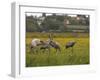 Juvenile Common Cranes (Grus Grus) Released by Great Crane Project on Somerset Levels, England-Nick Upton-Framed Photographic Print