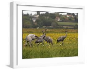 Juvenile Common Cranes (Grus Grus) Released by Great Crane Project on Somerset Levels, England-Nick Upton-Framed Photographic Print