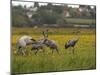 Juvenile Common Cranes (Grus Grus) Released by Great Crane Project on Somerset Levels, England-Nick Upton-Mounted Photographic Print