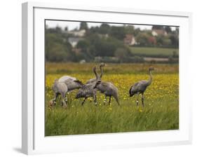 Juvenile Common Cranes (Grus Grus) Released by Great Crane Project on Somerset Levels, England-Nick Upton-Framed Photographic Print