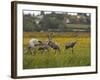 Juvenile Common Cranes (Grus Grus) Released by Great Crane Project on Somerset Levels, England-Nick Upton-Framed Photographic Print