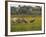 Juvenile Common Cranes (Grus Grus) Released by Great Crane Project on Somerset Levels, England-Nick Upton-Framed Photographic Print