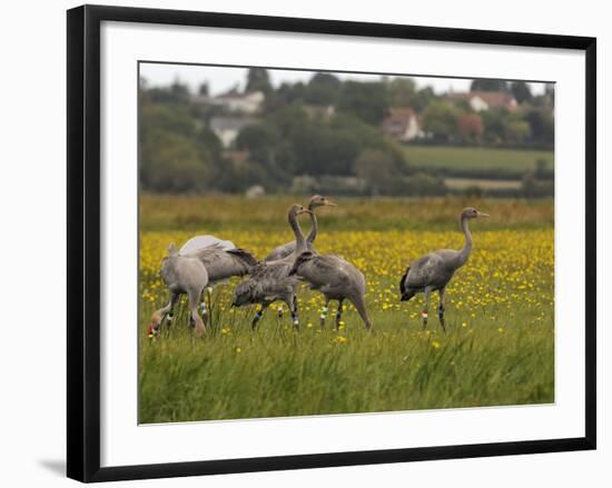 Juvenile Common Cranes (Grus Grus) Released by Great Crane Project on Somerset Levels, England-Nick Upton-Framed Photographic Print