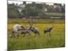 Juvenile Common Cranes (Grus Grus) Released by Great Crane Project on Somerset Levels, England-Nick Upton-Mounted Photographic Print