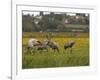 Juvenile Common Cranes (Grus Grus) Released by Great Crane Project on Somerset Levels, England-Nick Upton-Framed Photographic Print