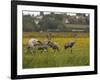 Juvenile Common Cranes (Grus Grus) Released by Great Crane Project on Somerset Levels, England-Nick Upton-Framed Photographic Print