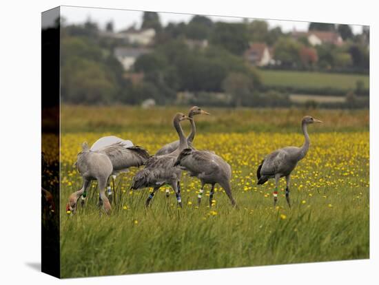 Juvenile Common Cranes (Grus Grus) Released by Great Crane Project on Somerset Levels, England-Nick Upton-Stretched Canvas