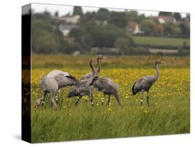 Juvenile Common Cranes (Grus Grus) Released by Great Crane Project on Somerset Levels, England-Nick Upton-Stretched Canvas