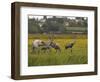 Juvenile Common Cranes (Grus Grus) Released by Great Crane Project on Somerset Levels, England-Nick Upton-Framed Photographic Print