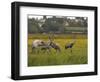 Juvenile Common Cranes (Grus Grus) Released by Great Crane Project on Somerset Levels, England-Nick Upton-Framed Photographic Print