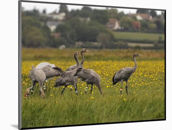 Juvenile Common Cranes (Grus Grus) Released by Great Crane Project on Somerset Levels, England-Nick Upton-Mounted Photographic Print