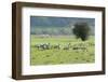 Juvenile Common - Eurasian Cranes (Grus Grus) Released onto the Somerset Levels and Moors, UK-Nick Upton-Framed Photographic Print