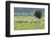 Juvenile Common - Eurasian Cranes (Grus Grus) Released onto the Somerset Levels and Moors, UK-Nick Upton-Framed Photographic Print