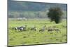 Juvenile Common - Eurasian Cranes (Grus Grus) Released onto the Somerset Levels and Moors, UK-Nick Upton-Mounted Photographic Print