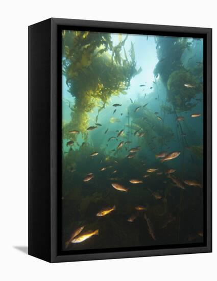 Juvenile Copper Rockfish Hiding Among, Giant Kelp, Browning Passage, British Columbia, Canada-Stuart Westmorland-Framed Stretched Canvas