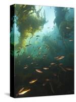 Juvenile Copper Rockfish Hiding Among, Giant Kelp, Browning Passage, British Columbia, Canada-Stuart Westmorland-Stretched Canvas