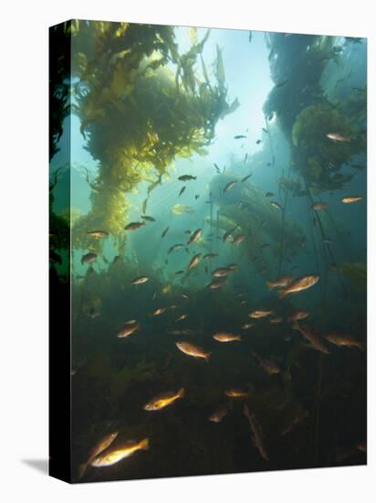 Juvenile Copper Rockfish Hiding Among, Giant Kelp, Browning Passage, British Columbia, Canada-Stuart Westmorland-Stretched Canvas