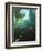 Juvenile Copper Rockfish Hiding Among, Giant Kelp, Browning Passage, British Columbia, Canada-Stuart Westmorland-Framed Photographic Print