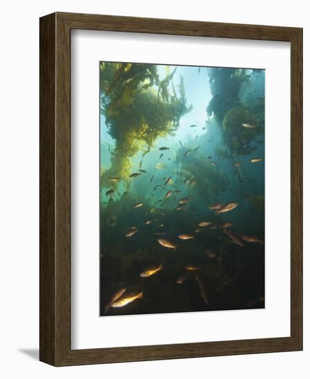 Juvenile Copper Rockfish Hiding Among, Giant Kelp, Browning Passage, British Columbia, Canada-Stuart Westmorland-Framed Photographic Print