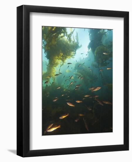 Juvenile Copper Rockfish Hiding Among, Giant Kelp, Browning Passage, British Columbia, Canada-Stuart Westmorland-Framed Photographic Print