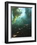 Juvenile Copper Rockfish Hiding Among, Giant Kelp, Browning Passage, British Columbia, Canada-Stuart Westmorland-Framed Photographic Print