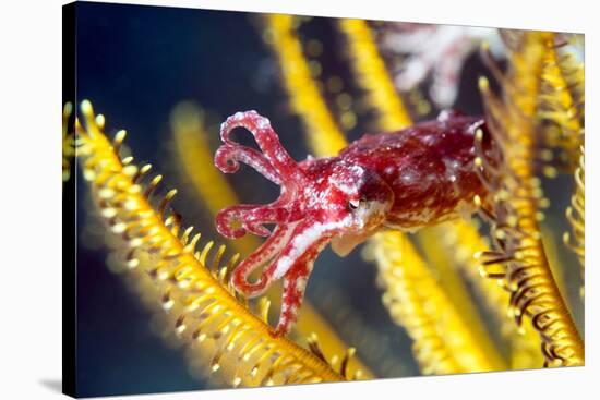 Juvenile Cuttlefish-Louise Murray-Stretched Canvas