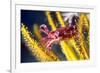 Juvenile Cuttlefish-Louise Murray-Framed Photographic Print