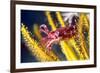 Juvenile Cuttlefish-Louise Murray-Framed Photographic Print