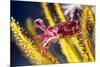 Juvenile Cuttlefish-Louise Murray-Mounted Photographic Print