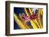 Juvenile Cuttlefish-Louise Murray-Framed Photographic Print