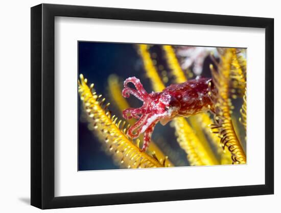 Juvenile Cuttlefish-Louise Murray-Framed Photographic Print