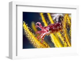 Juvenile Cuttlefish-Louise Murray-Framed Photographic Print