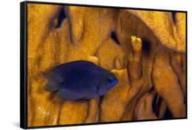 Juvenile Damselfish hiding in Blade fire coral, Honduras-Claudio Contreras-Framed Stretched Canvas