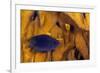 Juvenile Damselfish hiding in Blade fire coral, Honduras-Claudio Contreras-Framed Photographic Print