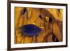 Juvenile Damselfish hiding in Blade fire coral, Honduras-Claudio Contreras-Framed Photographic Print