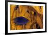 Juvenile Damselfish hiding in Blade fire coral, Honduras-Claudio Contreras-Framed Photographic Print