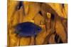 Juvenile Damselfish hiding in Blade fire coral, Honduras-Claudio Contreras-Mounted Photographic Print