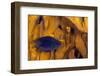 Juvenile Damselfish hiding in Blade fire coral, Honduras-Claudio Contreras-Framed Photographic Print