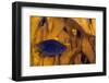 Juvenile Damselfish hiding in Blade fire coral, Honduras-Claudio Contreras-Framed Photographic Print