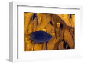 Juvenile Damselfish hiding in Blade fire coral, Honduras-Claudio Contreras-Framed Photographic Print