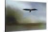 Juvenile Eagle at the Lake-Jai Johnson-Stretched Canvas