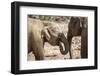 Juvenile Elephants (Elephantidae) Playing with their Trunks-Charlie-Framed Photographic Print