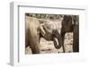 Juvenile Elephants (Elephantidae) Playing with their Trunks-Charlie-Framed Photographic Print