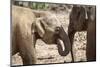 Juvenile Elephants (Elephantidae) Playing with their Trunks-Charlie-Mounted Photographic Print