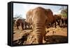 Juvenile Elephants (Loxodonta Africana) at the David Sheldrick Elephant Orphanage-James Morgan-Framed Stretched Canvas