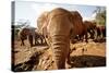 Juvenile Elephants (Loxodonta Africana) at the David Sheldrick Elephant Orphanage-James Morgan-Stretched Canvas